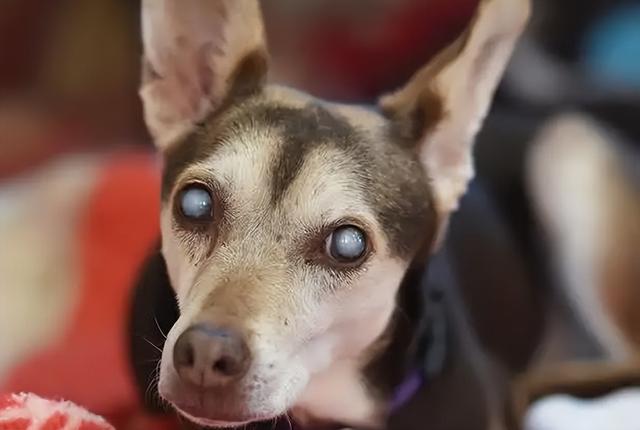 狗狗眼睛突出怎么回事(狗眼睛凸出来是怎么回事)-艾拉养犬