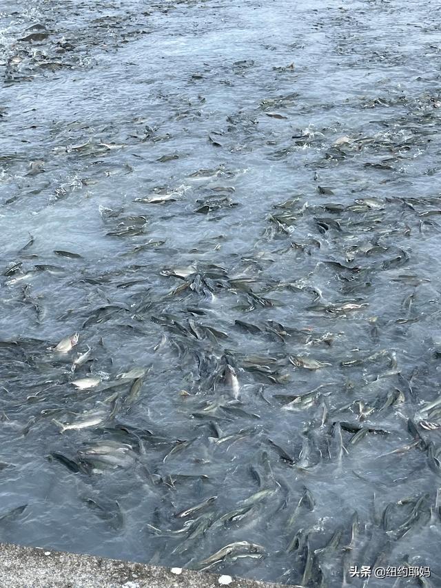 夢幻荒野阿拉斯加（14）Valdez看熊抓魚和三文魚洄遊