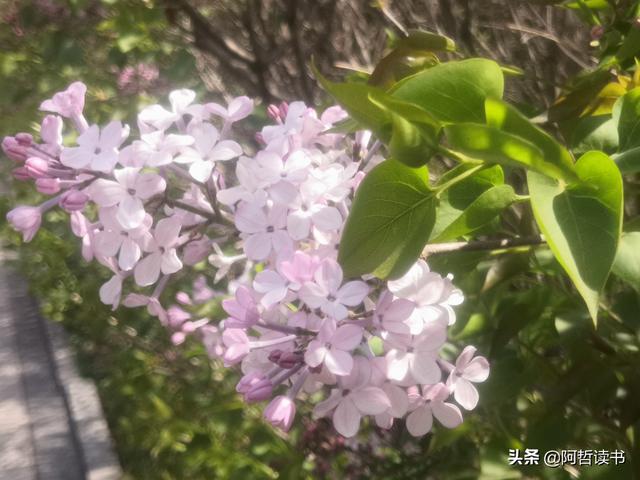 千千结里，暮春意徜徉，紫气更芬芳，丁香粉黛满城香
