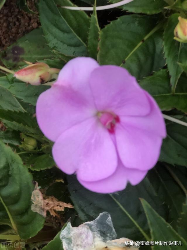 阳春三月，万花丛中娇美溢，千朵万朵压枝低