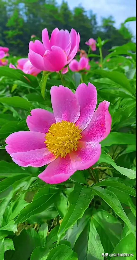 花有花的香，朵有朵的美，置身花海无所想，醉于芬芳中