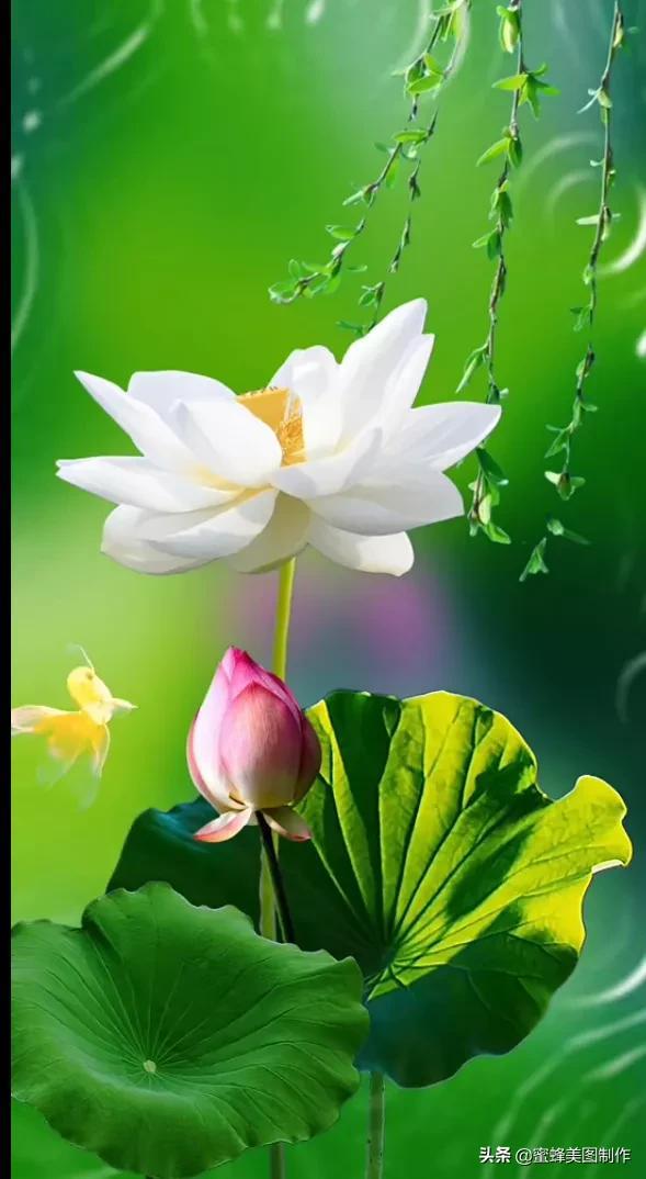 一花一世界，姹紫嫣红，婀娜多姿，带来了美好的心情