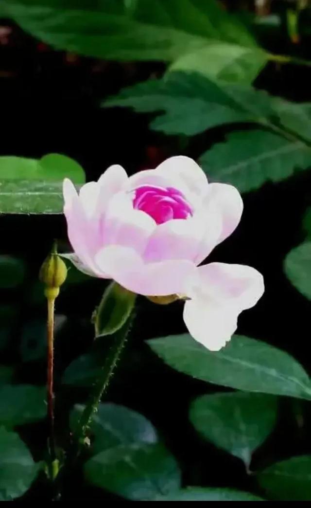 心中总有一朵花