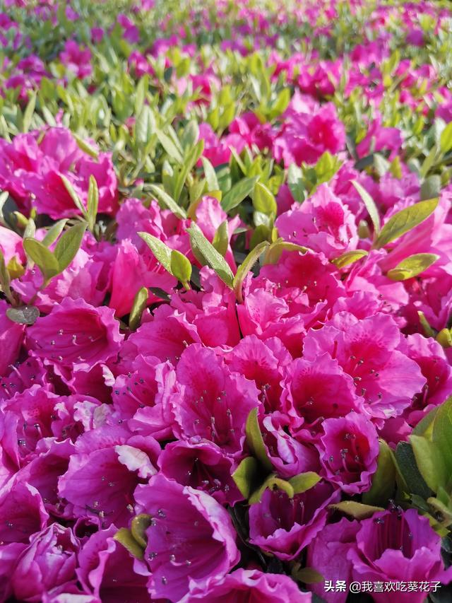 只为杜鹃来开花