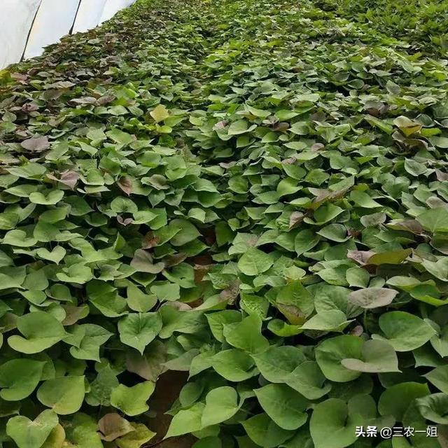 又到红薯育苗季节，如何育苗高产病毒少？“脱毒”红薯苗如何繁育4