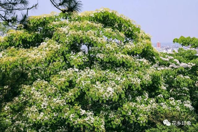 人间四月芳菲盛 桐油花开醉迷人