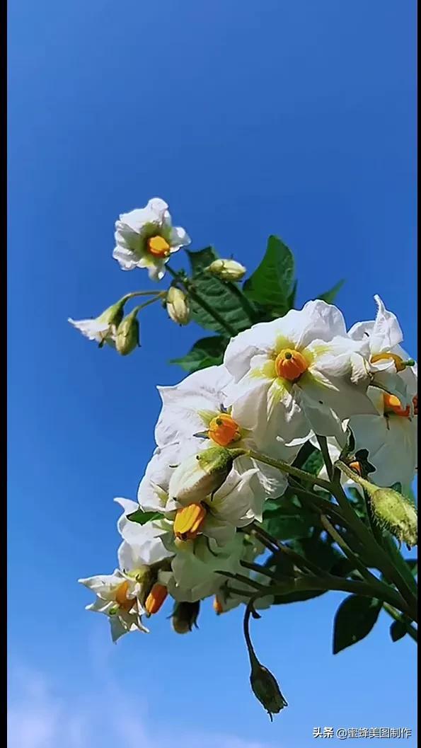 鲜花，因盛开而芬芳，因走过而醉人