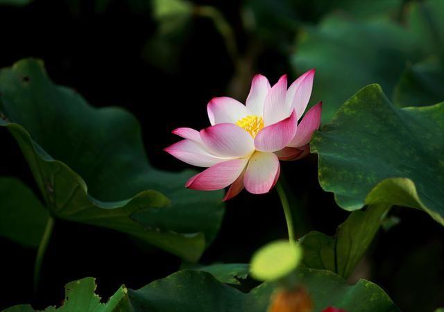 描写四季的古诗 描写四季的古诗（关于描写四季的古诗） 生活