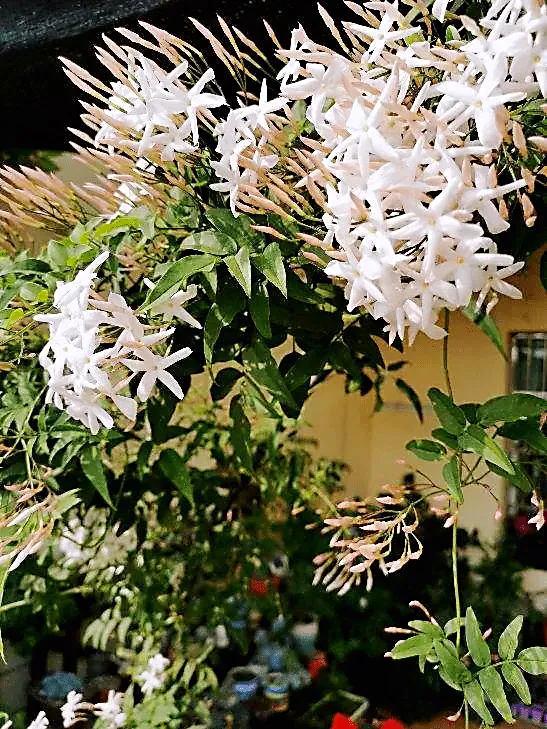 植物篇:(素馨花(木犀科,素馨属植物)) 