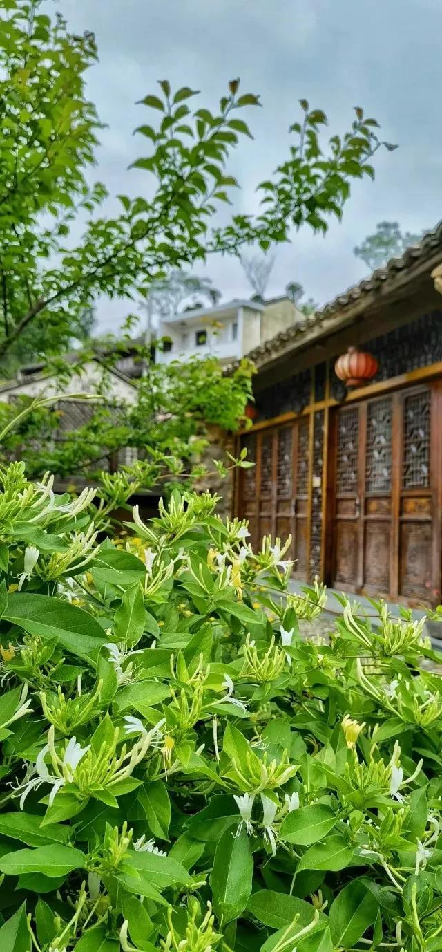 散文：酝酿已久的花事，如同经年陈酒，薰香了岁月，沉醉了流年