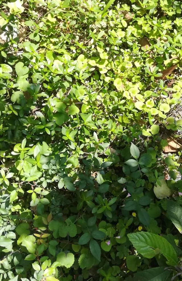 赞美小草吧，朋友