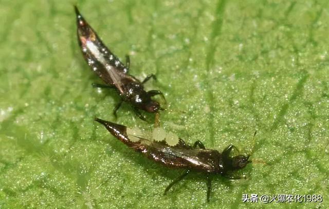 恶性蓟马绝命药！新升级，秒杀害虫！虫卵兼杀，不生药害，持效长