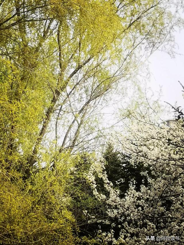 花香习习，垂柳依依，一花一世界，一树一菩提，淡妆浓抹总相宜