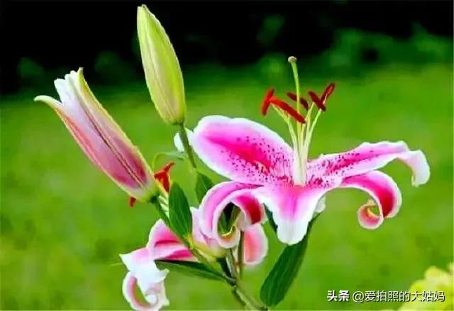 笑看花开，静赏花落