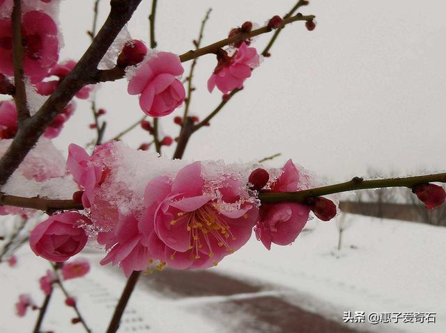 石榴花语