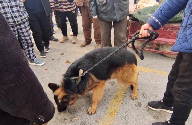 德牧价格