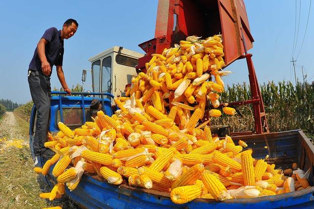 太突然，玉米价格要急转直下？陈化稻谷重新卖拍，5月18日粮价