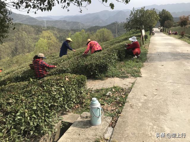 吕先奎冒“傻气”茶农们得福气——记保康县荆山锦茶业公司总经理吕先奎