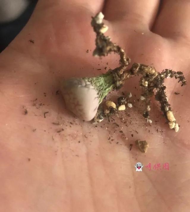 大型制砂机给力富贵机械