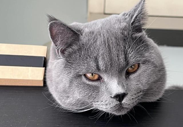 公猫绝育手术几点做比较好（猫猫什么时候绝育合适）(1)