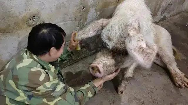 给人或文物建博物馆屡见不鲜，给猪建展厅惊世骇俗！为什么呢？