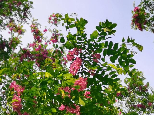 红色的槐花