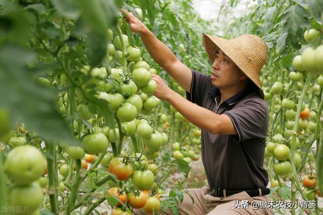 植物生长调节剂＝激素？其功能作用、药害症状及补救方法有哪些？11