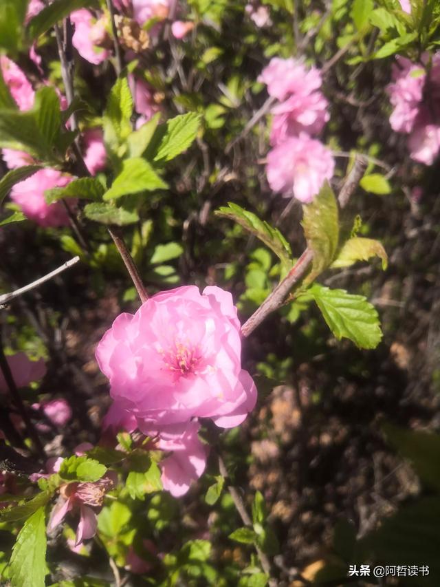 榆叶梅，是绿叶对鲜花的赞美，更是花与叶的相互点缀，相依相偎