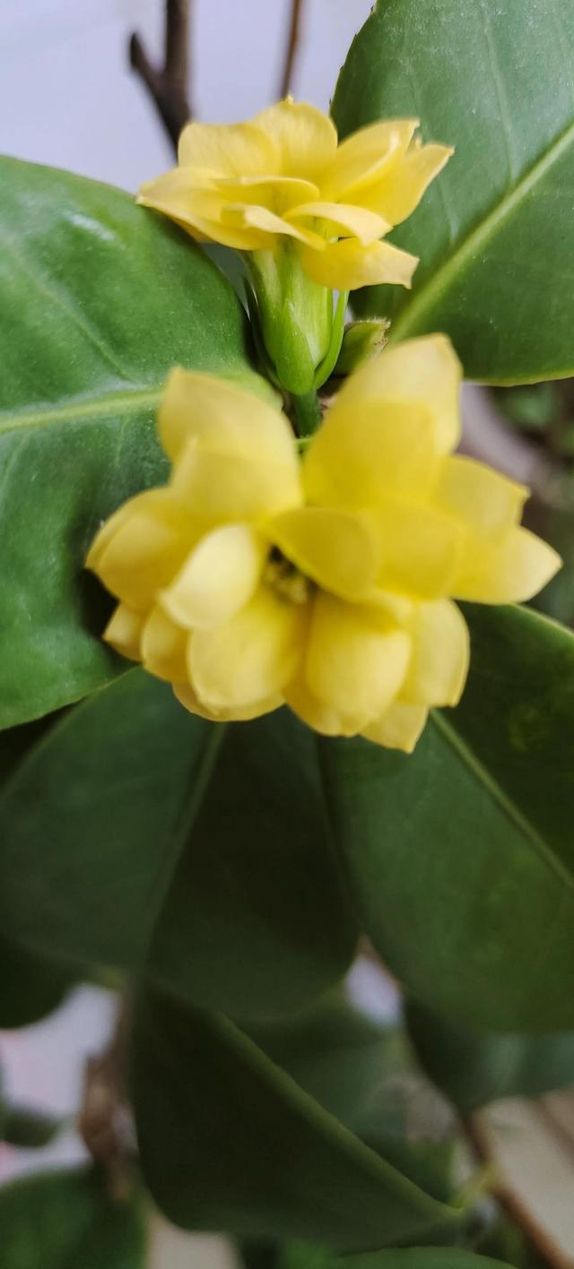 虽如苔花，也学牡丹开。像一颗颗水晶落入手心。???