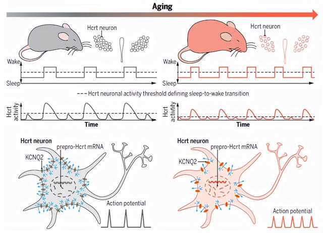 Science：为什么随着年龄增长，睡个好觉变得越来越难？