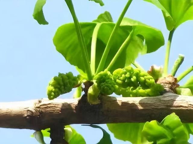 【食春】银杏小镇舌尖上的第一口“春”