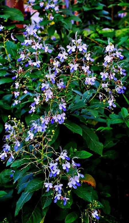 蓝蝴蝶 蓝蝴蝶（蓝蝴蝶和洛神花好评评语） 生活