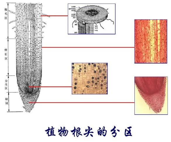 分生区细胞特点 植物根部各区域特点 营销圈