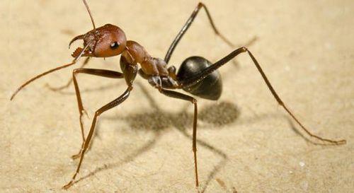 十种毒蚂蚁图片,世界上最有毒的十种蚂蚁