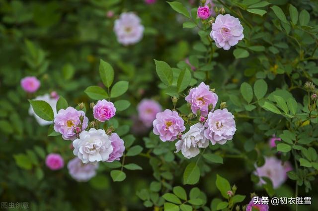 布谷bugu 布谷bugu（布谷布谷是什么意思） 动物