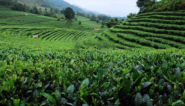 清明时节，如何喝茶养生