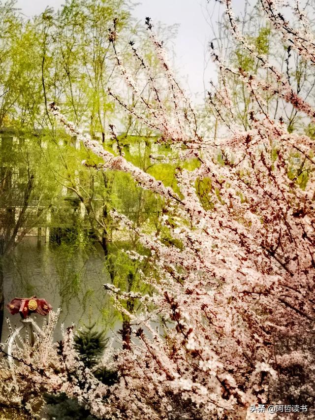 花香习习，垂柳依依，一花一世界，一树一菩提，淡妆浓抹总相宜