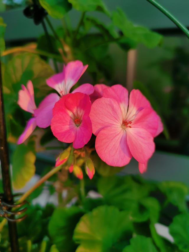 春天开的花有哪些