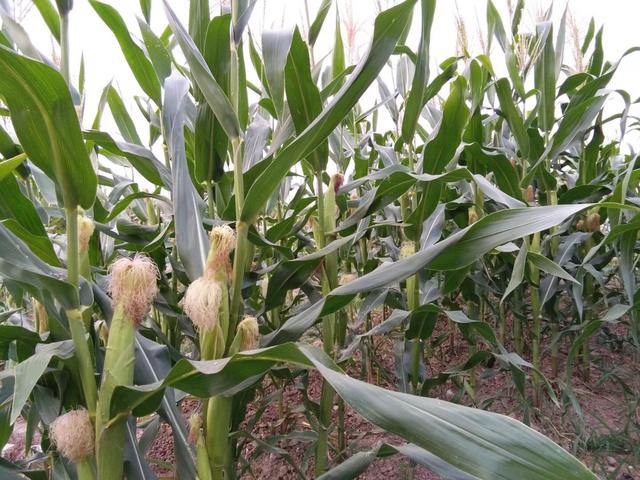 农村的孩子离家出走(离家出走的孩子的心理)