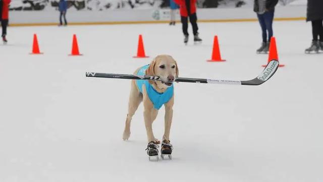 拉斯维加斯犬