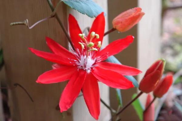 洋红是什么(洋红是什么颜色配合成的)