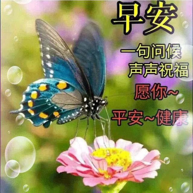 最新分享朋友圈早上好鲜花动态漂亮问候图片，早安祝福语句子图片