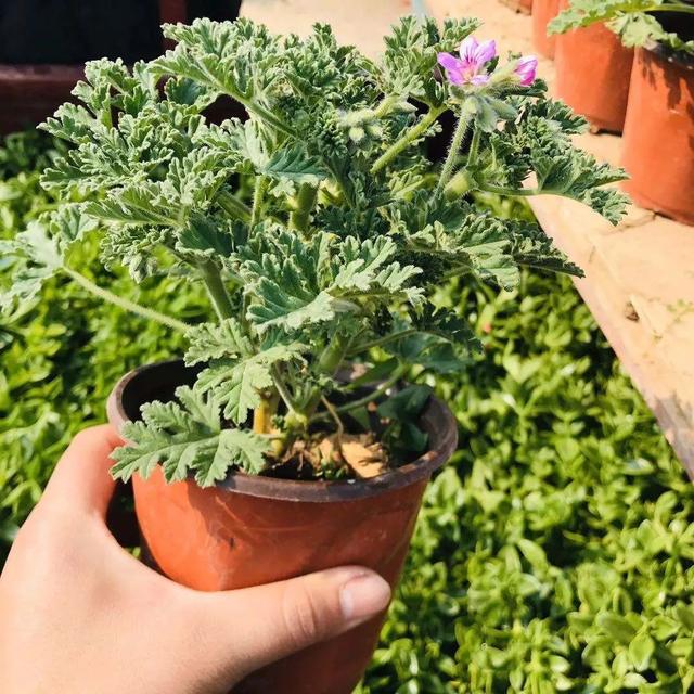 驱蚊草 驱蚊草（驱蚊草图片） 生活