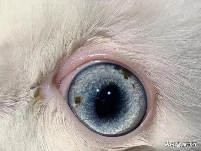 猫咪眼睛流泪睁不开是什么原因(猫眼角肿了个小包外眼角)