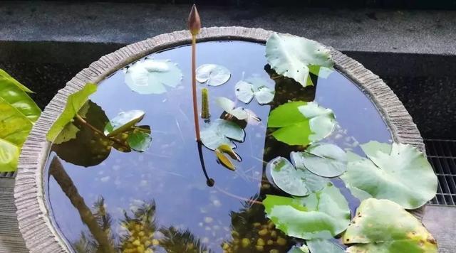 海芋花