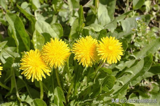 10种“神仙草”，春天采摘正当时，味道鲜美，还有益健康