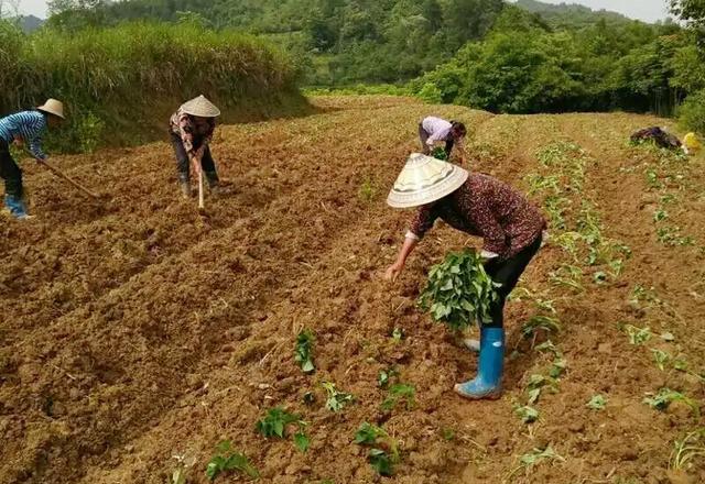谷雨过后能种啥？4种庄稼作物和5种蔬菜可以选择，农户们别错过