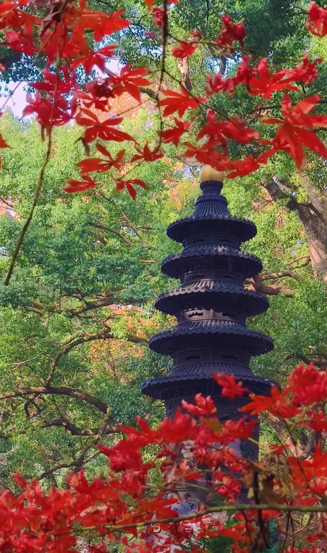 普陀山风景美不美（让普陀山的风景温暖你）(1)