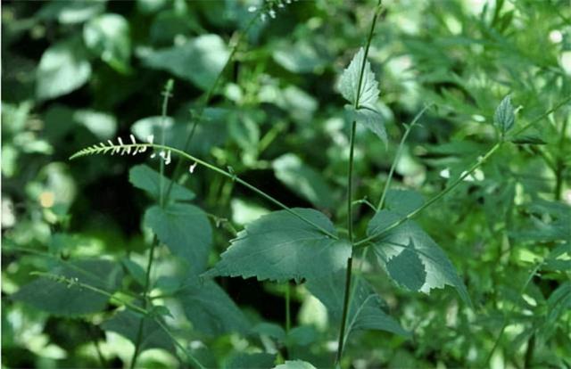 改善风湿关节痛，农村常见的透骨草，号称“活血丹”