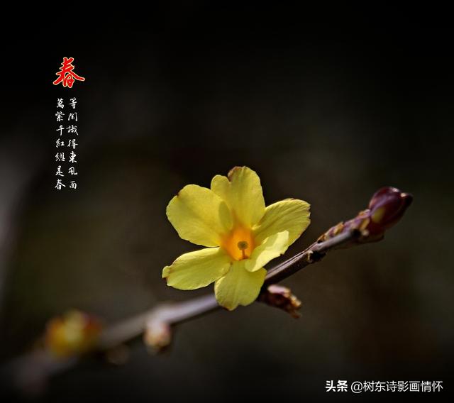 迎春花